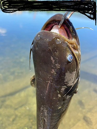 マナマズの釣果