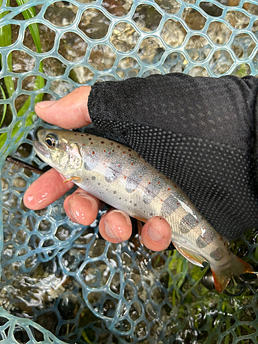 アマゴの釣果