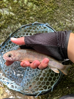 イワナの釣果