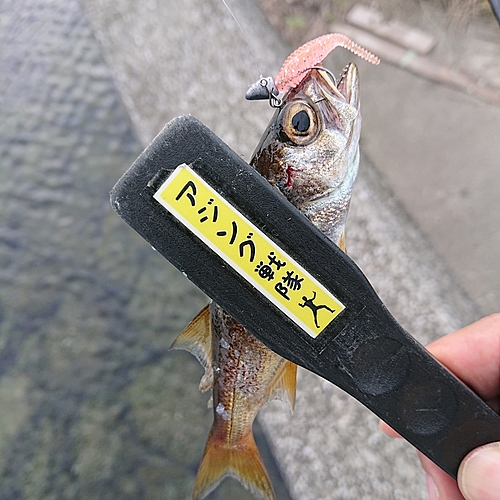 ムツの釣果