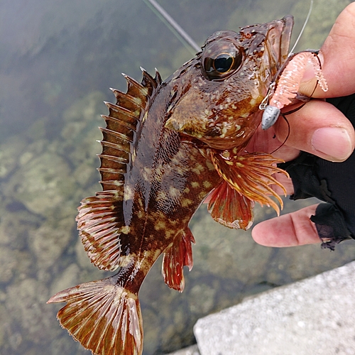 アラカブの釣果