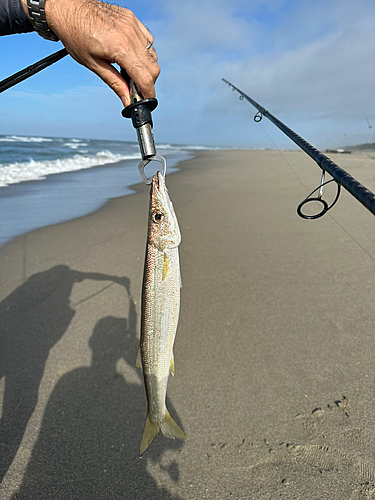 カマスの釣果