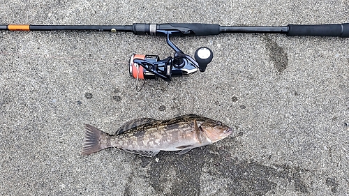 アイナメの釣果