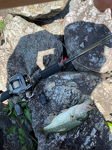 ブラックバスの釣果