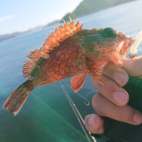 アラカブの釣果