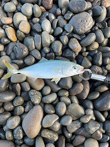 ツバスの釣果