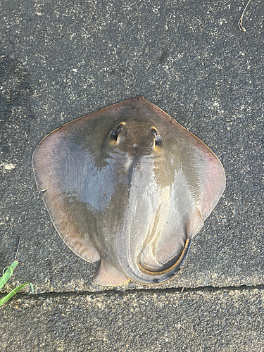 アカエイの釣果