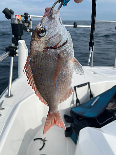 ハナダイの釣果