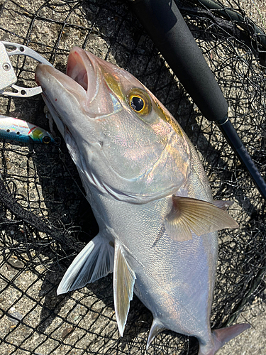 カンパチの釣果