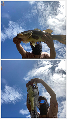 ブラックバスの釣果