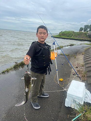 アメリカナマズの釣果