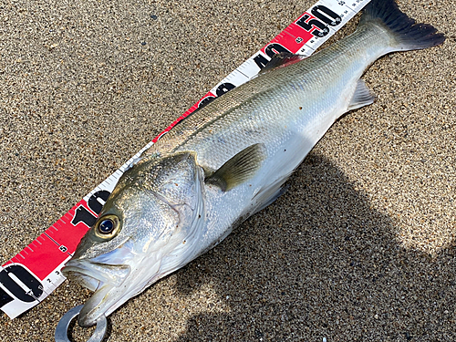 スズキの釣果