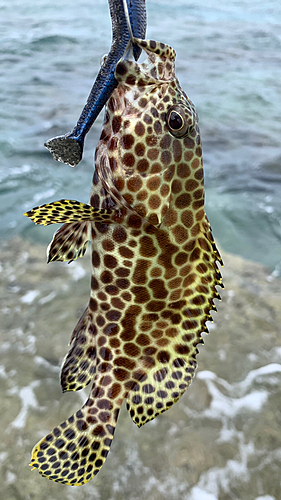 イシミーバイの釣果