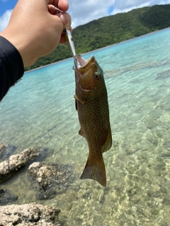 スジアラの釣果