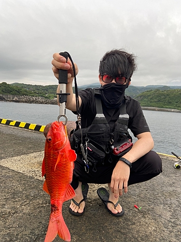 ホウライヒメジの釣果