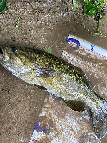 スモールマウスバスの釣果