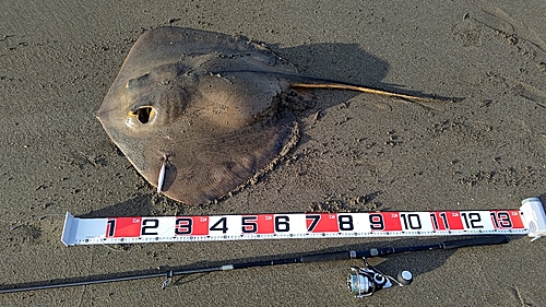 アカエイの釣果