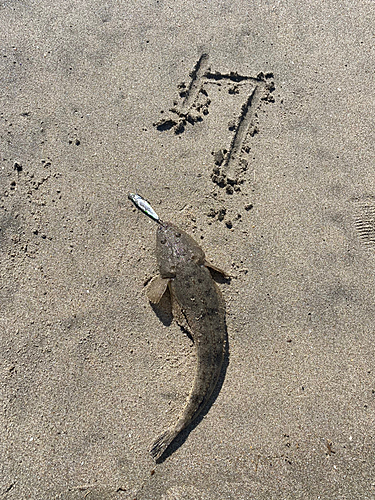 マゴチの釣果