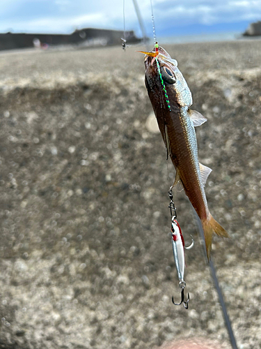 ムツの釣果