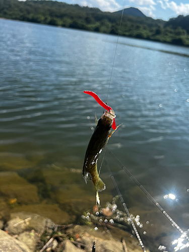 ブルーギルの釣果