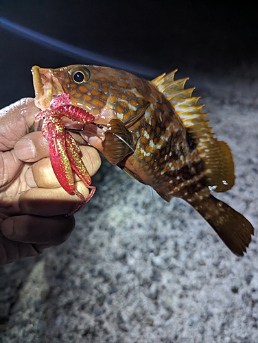 キジハタの釣果