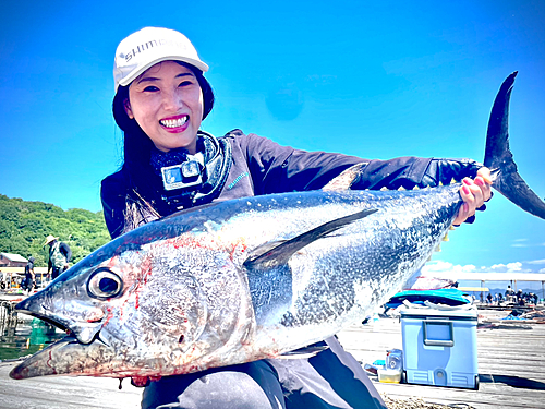 クロマグロの釣果