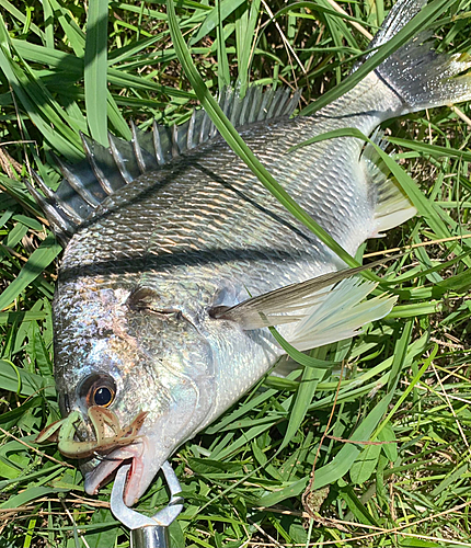 キビレの釣果