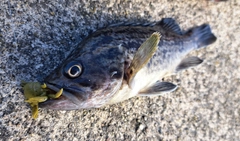 クロソイの釣果