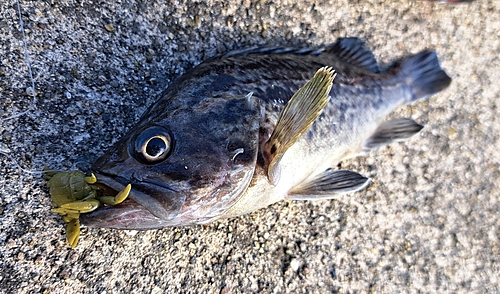 クロソイの釣果