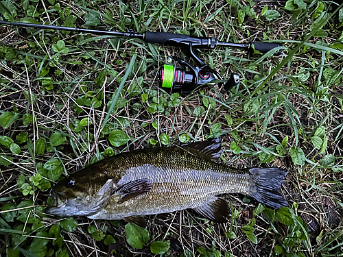 スモールマウスバスの釣果