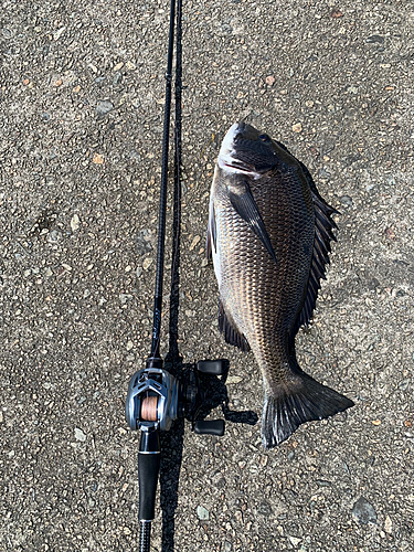 チヌの釣果