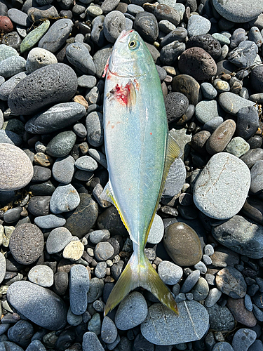 ワカシの釣果