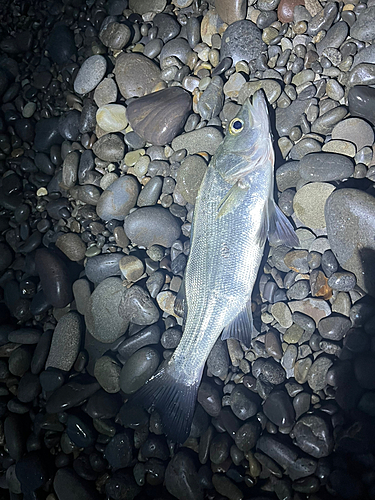 セイゴ（ヒラスズキ）の釣果