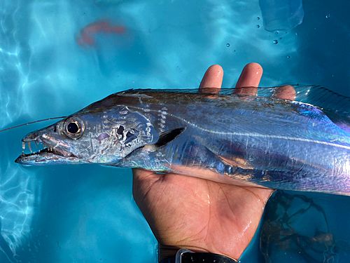 タチウオの釣果