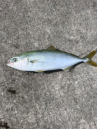 イナダの釣果