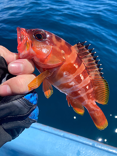 アカハタの釣果