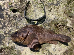 ムラソイの釣果