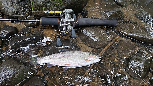 ニジマスの釣果