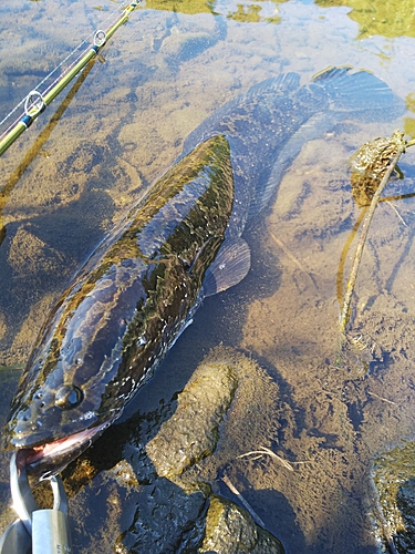 カムルチーの釣果