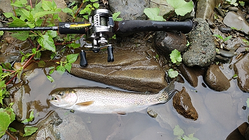 ニジマスの釣果