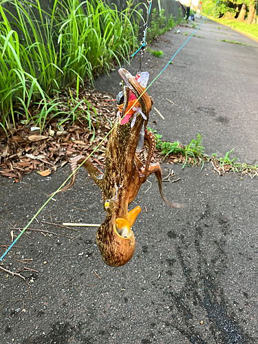 タコの釣果