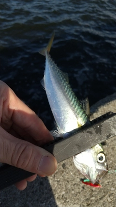 サバの釣果