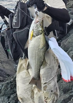 ヒラスズキの釣果