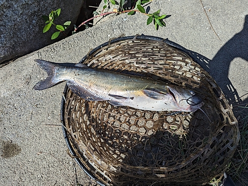 アメリカナマズの釣果