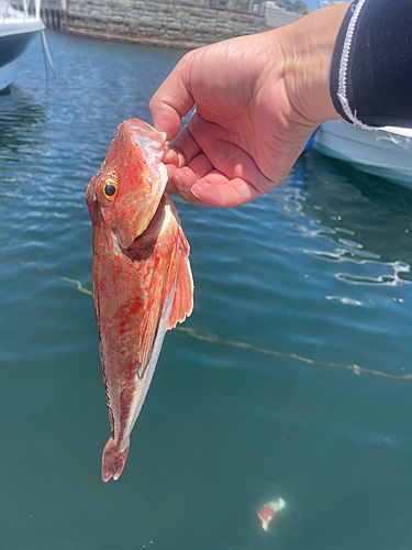 アオハタの釣果