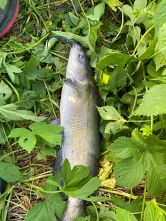 アメリカナマズの釣果