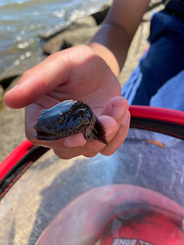 ヌマチチブの釣果