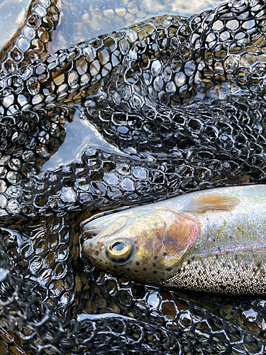 ニジマスの釣果