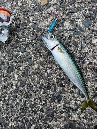 サバの釣果