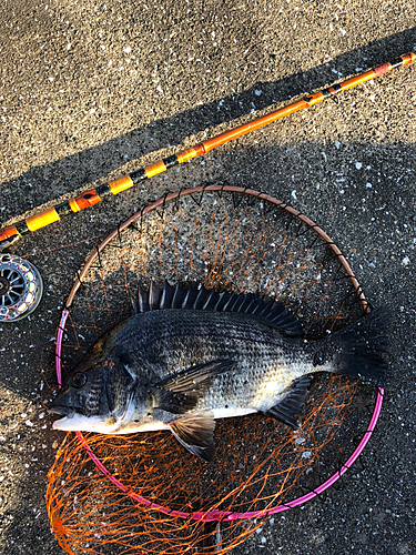 クロダイの釣果